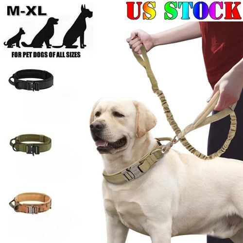 Tactical military dog training - dog,