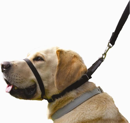 Canny collar the - canny,